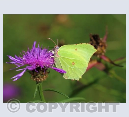 Brimstone 