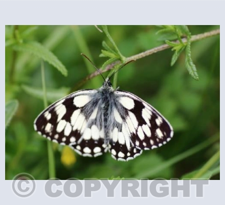 Marbled white butterfly