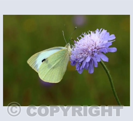 Large white butterfly