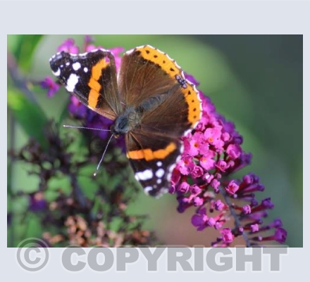 Red admiral 
