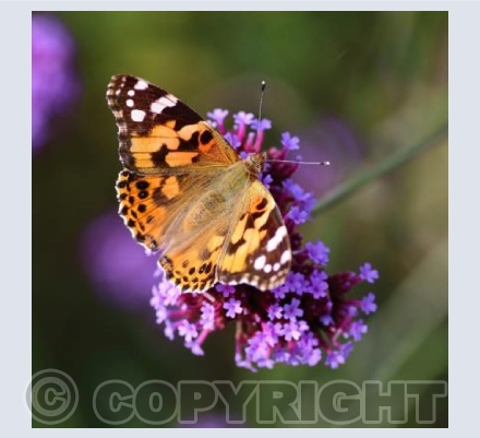 Painted lady