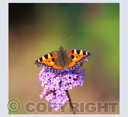Small tortoiseshell butterfly