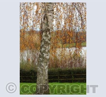 Autumn at the lake