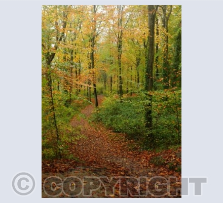 Autumn path
