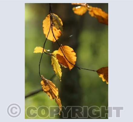 Autumn magic