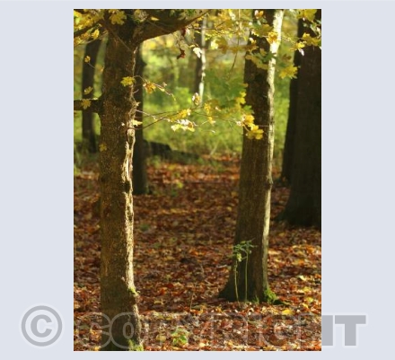 Autumn trail