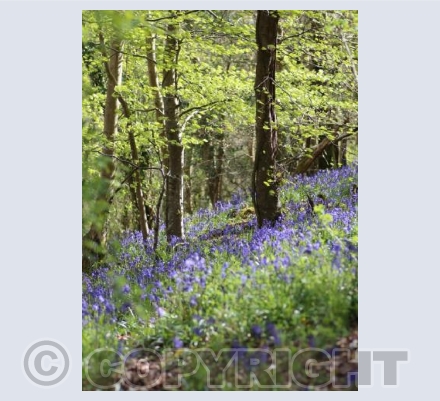 Bluebells 