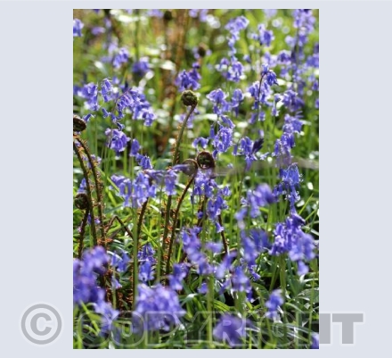 Blue Bells