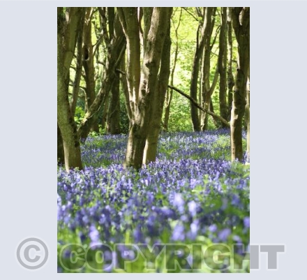 Beautiful Bluebells