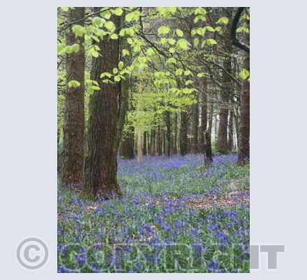 Carpet of blue bells
