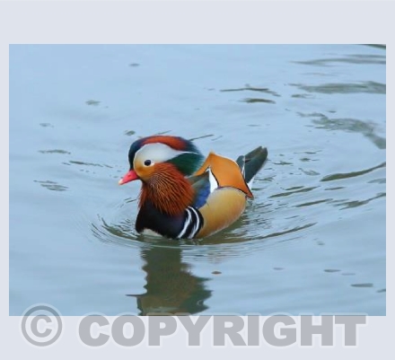 Mandarin duck