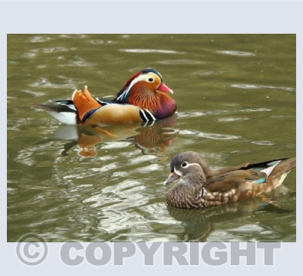 Mandarin ducks