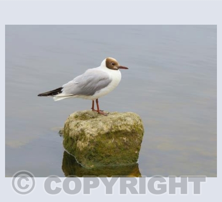 Black headed sea gull