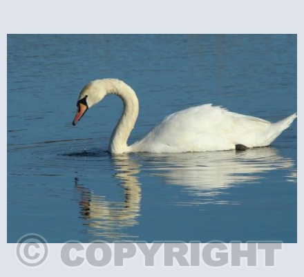Mute swan