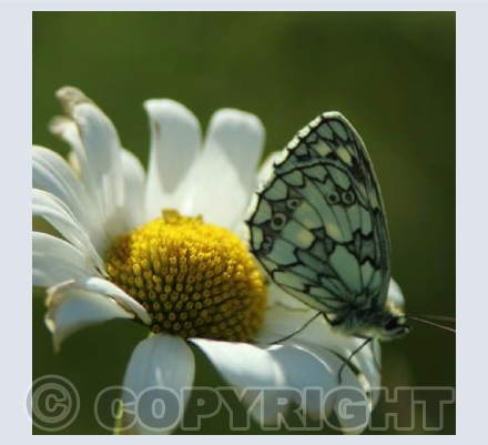 Marbled White Butterfly