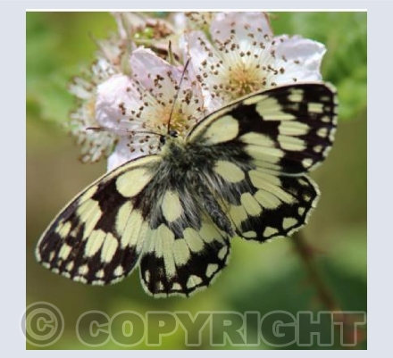 Marbled White Butterfly