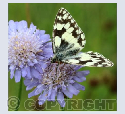 Marbled White Butterfly