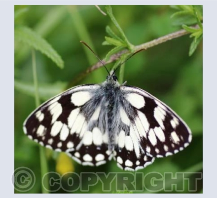 Marbled White Butterfly
