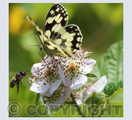 Marbled White Butterfly