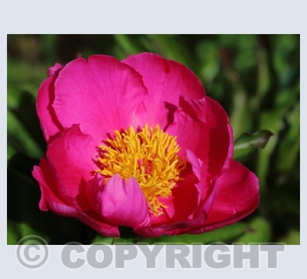 Pink Peony