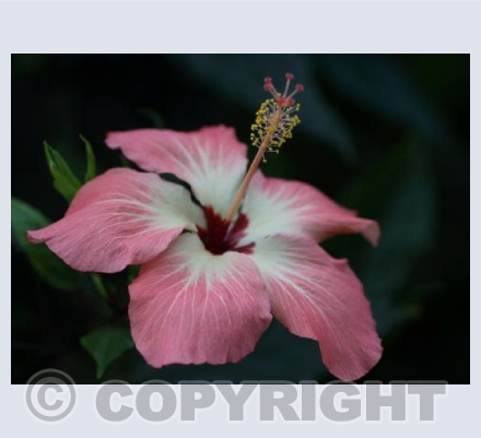 Pink Hibiscus