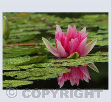Water Lily