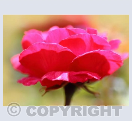 Single Rose