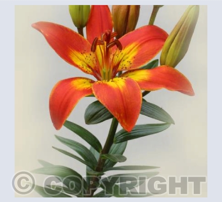 King's Joy Lily Flower