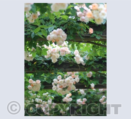 Arch of roses