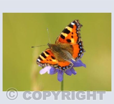 Small Tortoiseshell Butterfly (Aglais urticae)