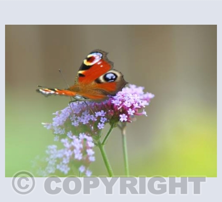 Peacock (Aglais io)