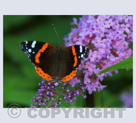 Red Admiral (Vanessa atalanta)