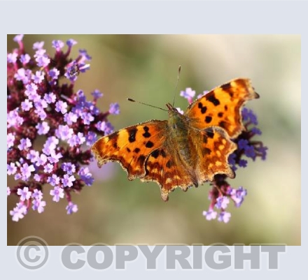 Comma Butterfly (Polygonia c-album)