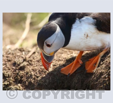 Puffin