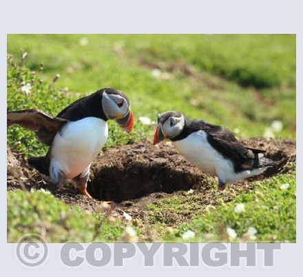 Puffins