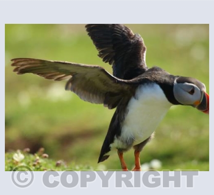 Puffin