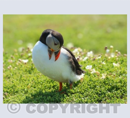 Puffin