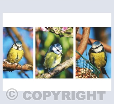 RTSW015 (Garden Bird Triptych)