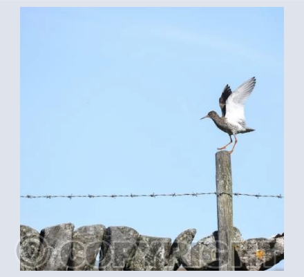 RTSW014 (Redshank landing)