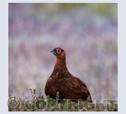 RTSW017 (Red Grouse in heather)