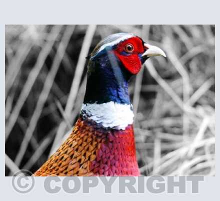 RTSW016 (Phil the pheasant) 