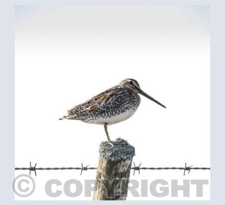 RTSW012 (Snipe on a post)