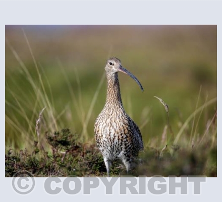 RTSW022 (Curlew in morning light)