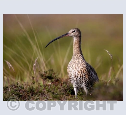 RTSW023  (Curlew)