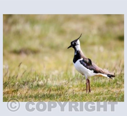 RTSW024  (Lapwing)