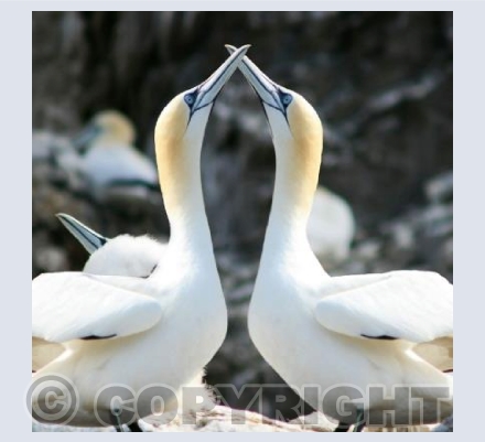 RTSW025 (Gannets)