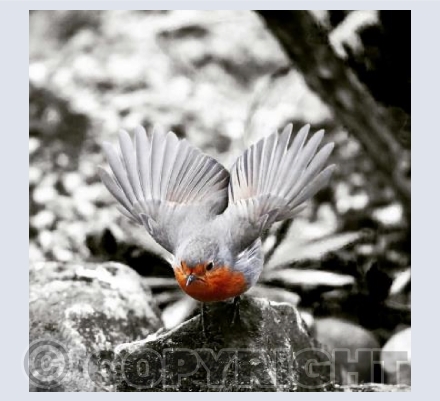 RTSW030 (Robin take off)