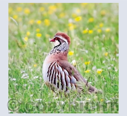 RTSW028 (French Partridge)