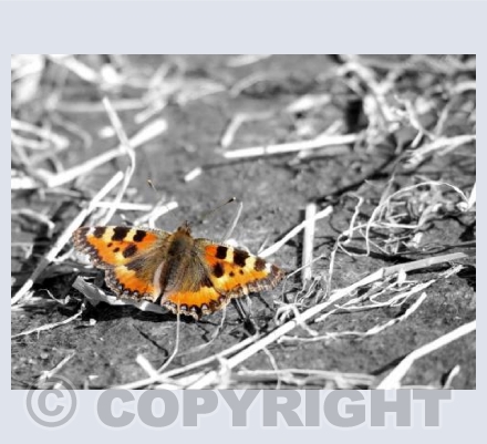 RTSW031 (Tortoiseshell butterfly)