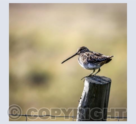 RTSW032 (Snipe evening light)
